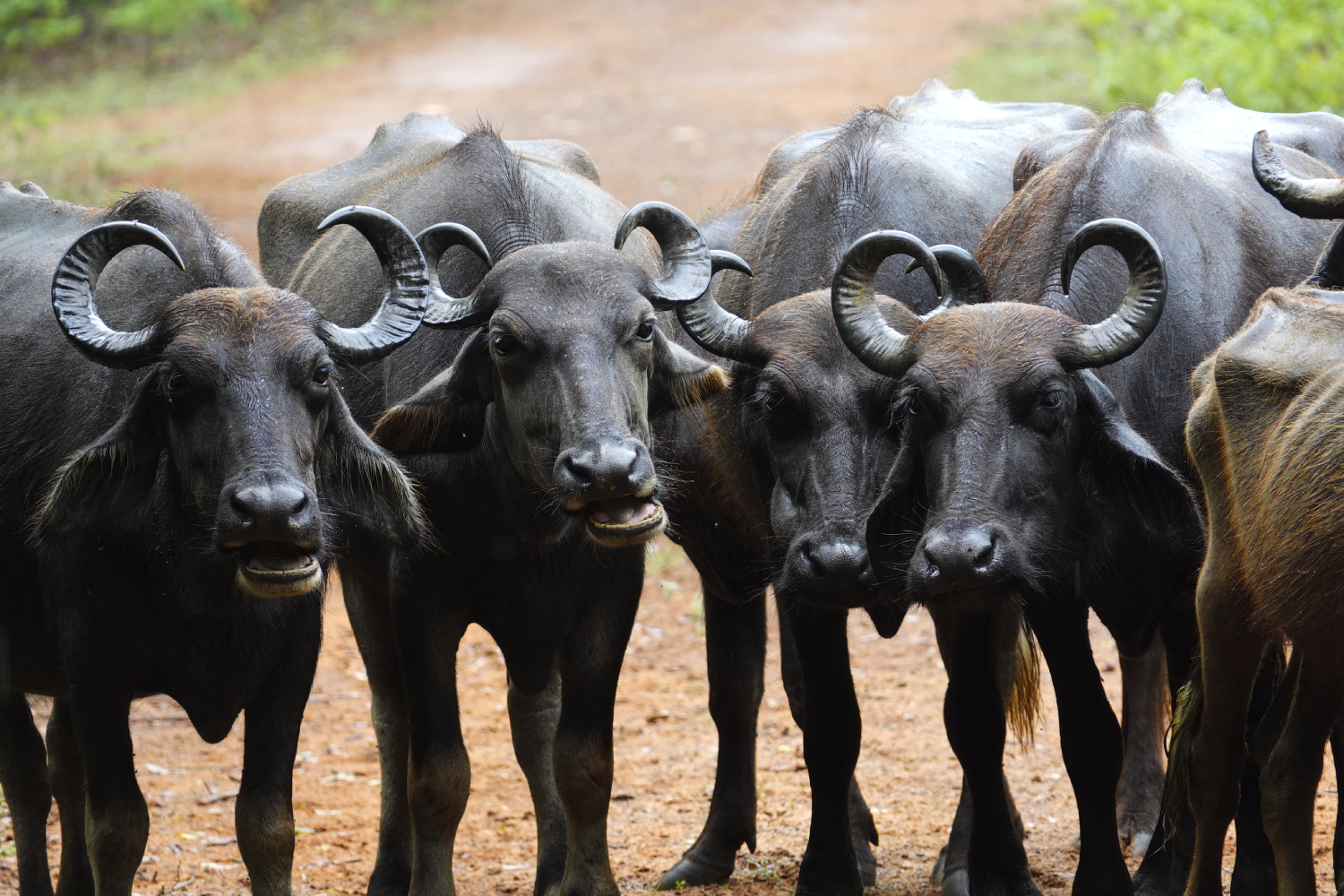 Huyền Thoại Siêu Zoom Tái Xuất